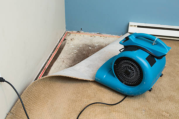 Best Professional water damage repair  in Dooms, VA